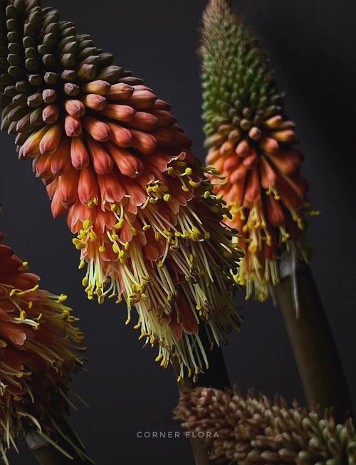 火炬花怎么养？火炬花怎么养殖方法？-第7张图片-优品飞百科