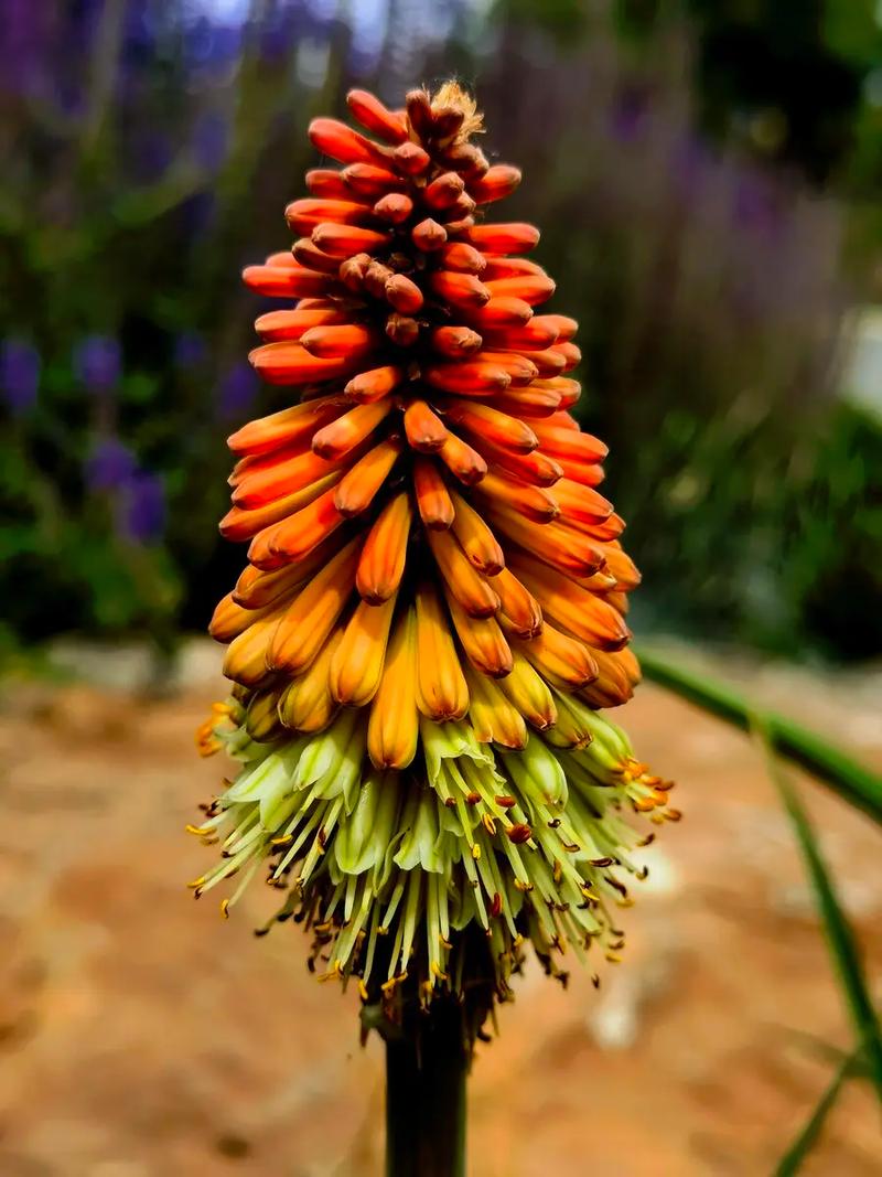 火炬花怎么养？火炬花怎么养殖方法？-第8张图片-优品飞百科