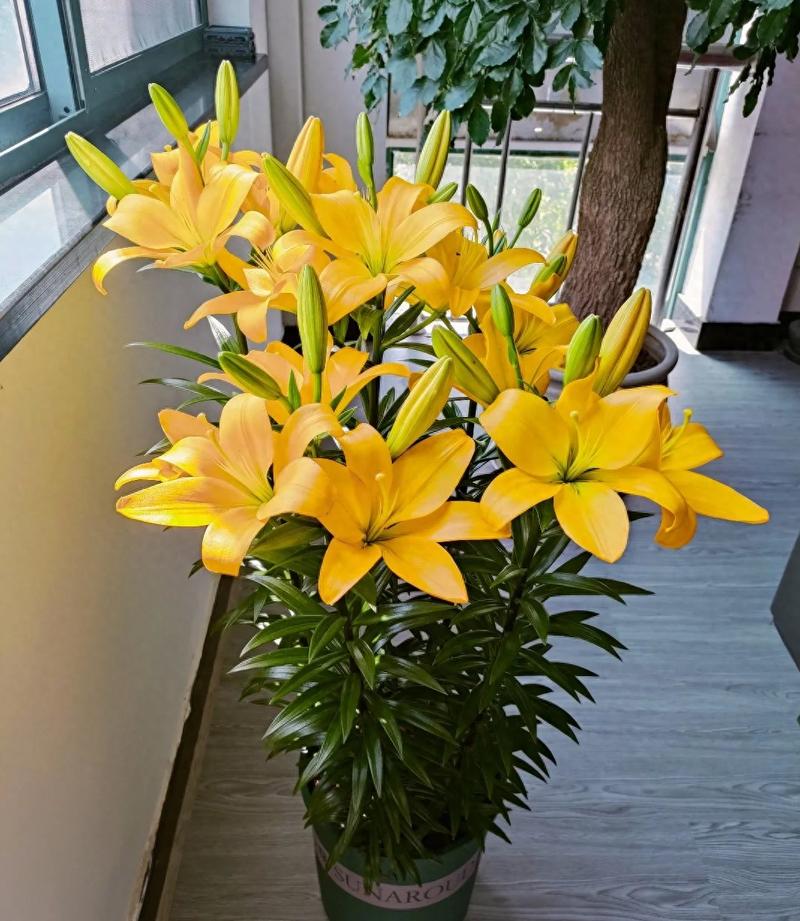 百合花怎么养才不死,百合花怎么养才不会枯萎-第2张图片-优品飞百科 百合花怎么养才不死,百合花怎么养才不会枯萎-第2张图片-优品飞百科