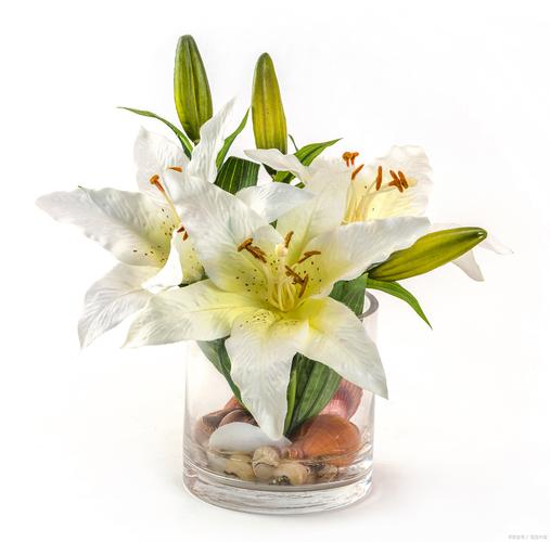 百合花怎么养才不死,百合花怎么养才不会枯萎-第3张图片-优品飞百科 百合花怎么养才不死,百合花怎么养才不会枯萎-第3张图片-优品飞百科