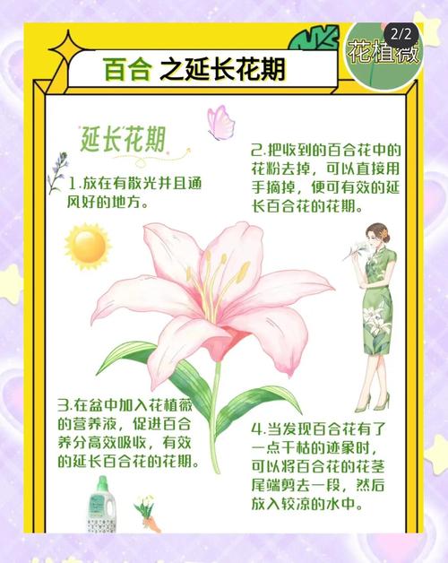 百合花怎么养才不死,百合花怎么养才不会枯萎-第4张图片-优品飞百科 百合花怎么养才不死,百合花怎么养才不会枯萎-第4张图片-优品飞百科
