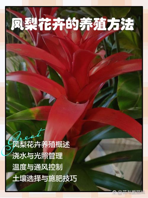 如何使铁兰在元旦开花，新瑞白费用？