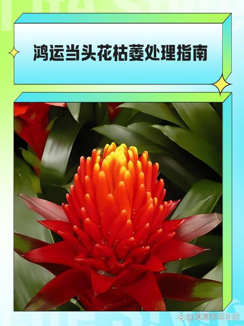 如何使铁兰在元旦开花，新瑞白费用？-第2张图片-优品飞百科