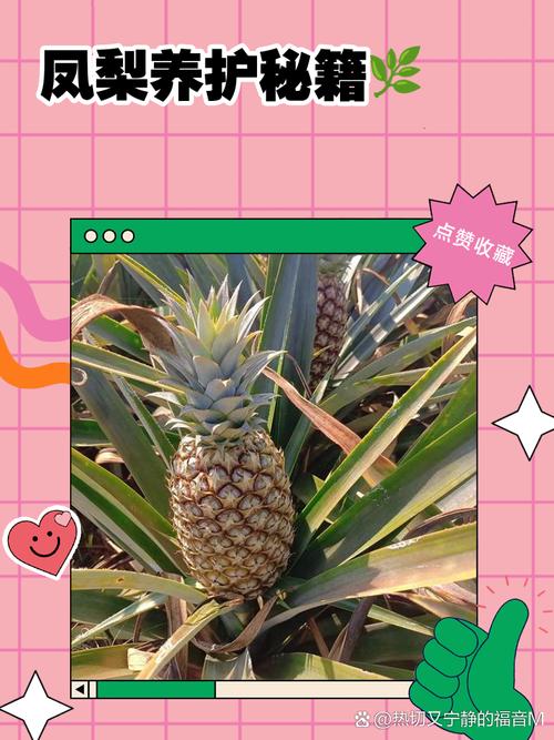 如何使铁兰在元旦开花，新瑞白费用？-第3张图片-优品飞百科