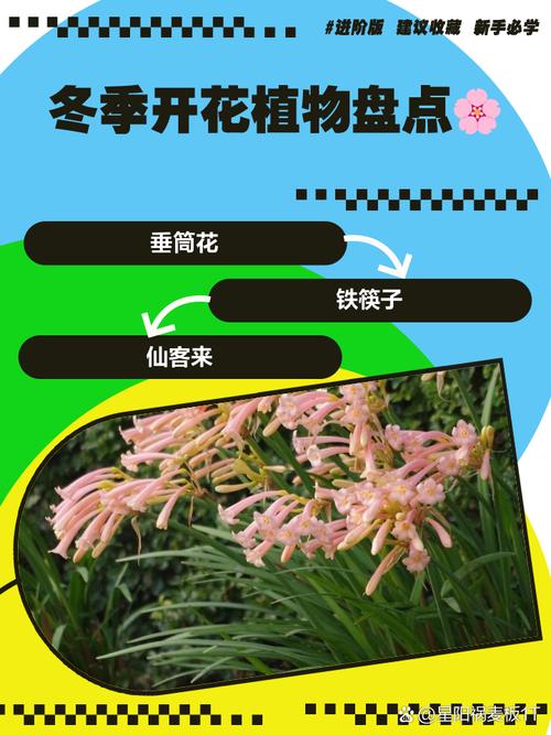 如何使铁兰在元旦开花，新瑞白费用？-第4张图片-优品飞百科
