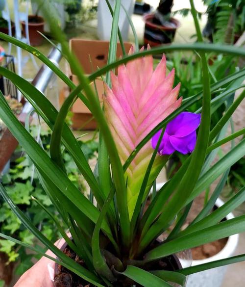 如何使铁兰在元旦开花，新瑞白费用？-第5张图片-优品飞百科