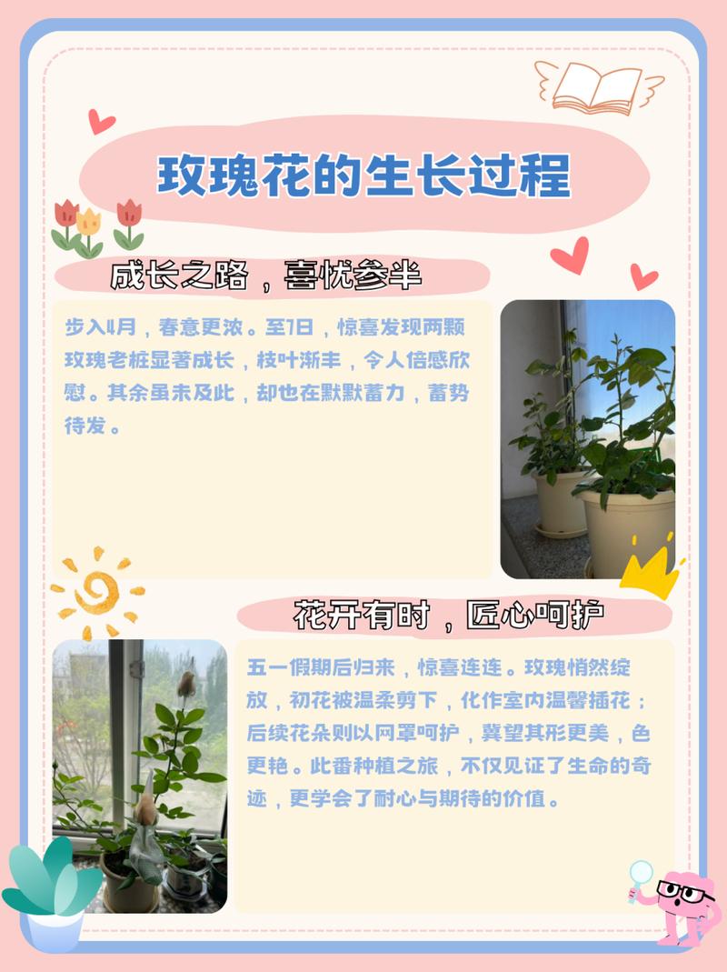 老桩玫瑰如何发芽？老桩玫瑰如何发芽视频？