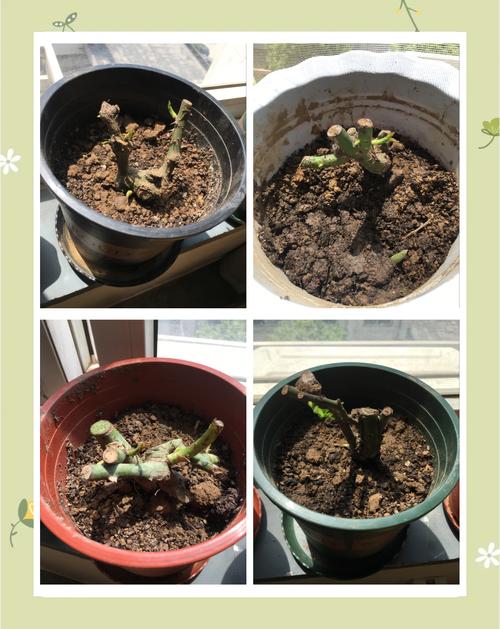 老桩玫瑰如何发芽？老桩玫瑰如何发芽视频？-第2张图片-优品飞百科
