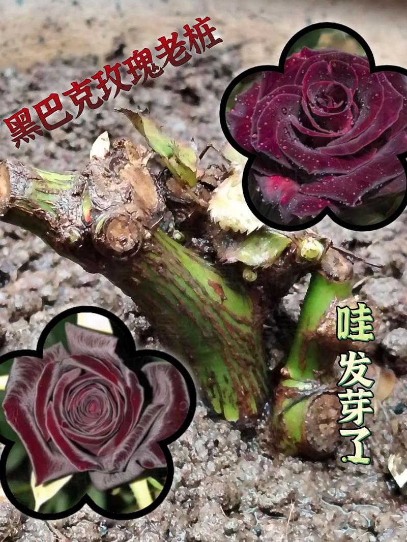 老桩玫瑰如何发芽？老桩玫瑰如何发芽视频？-第3张图片-优品飞百科