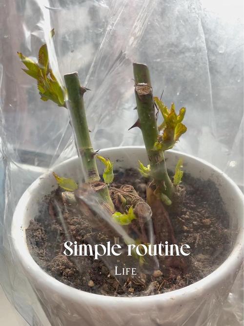 老桩玫瑰如何发芽？老桩玫瑰如何发芽视频？-第4张图片-优品飞百科