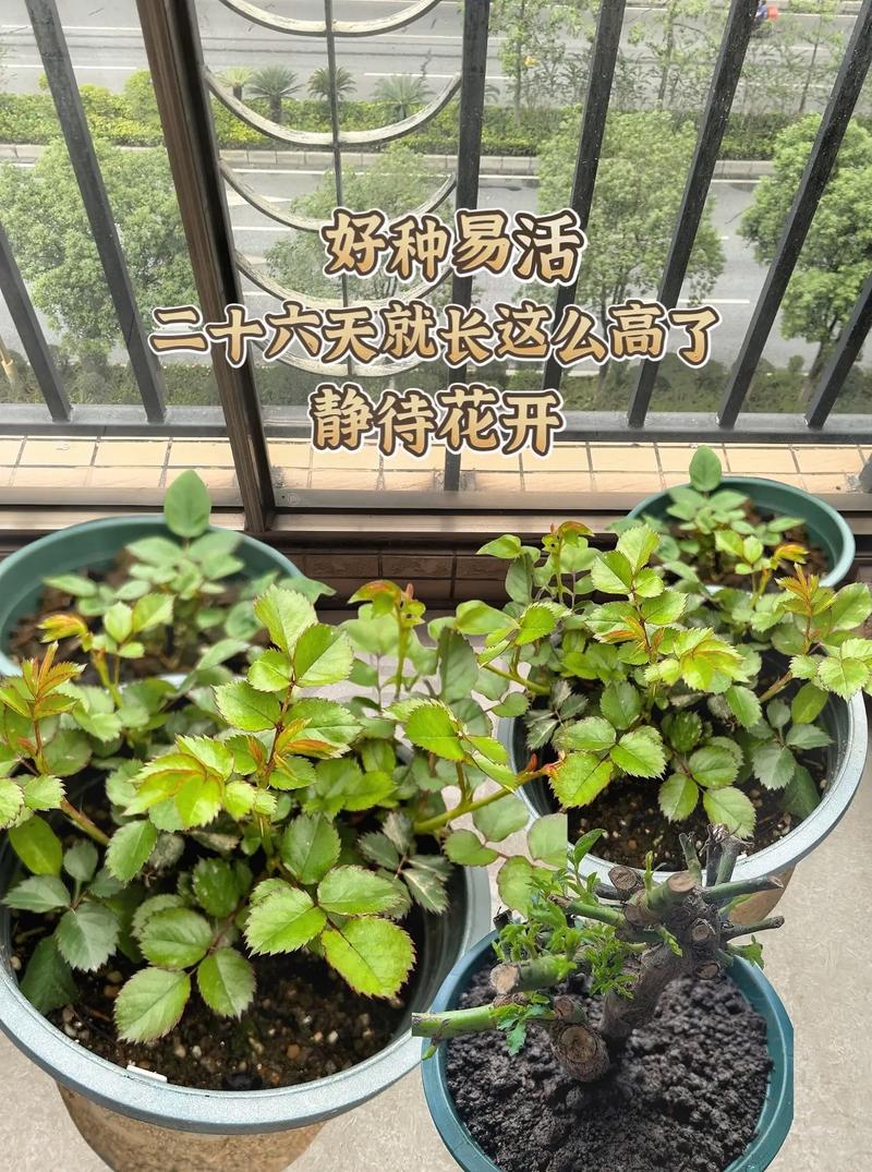 老桩玫瑰如何发芽？老桩玫瑰如何发芽视频？-第5张图片-优品飞百科