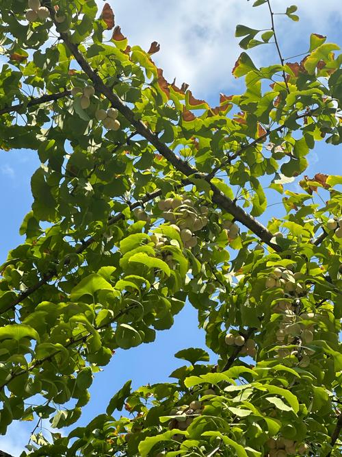 银杏换盆注意事项，银杏换盆注意事项有哪些？