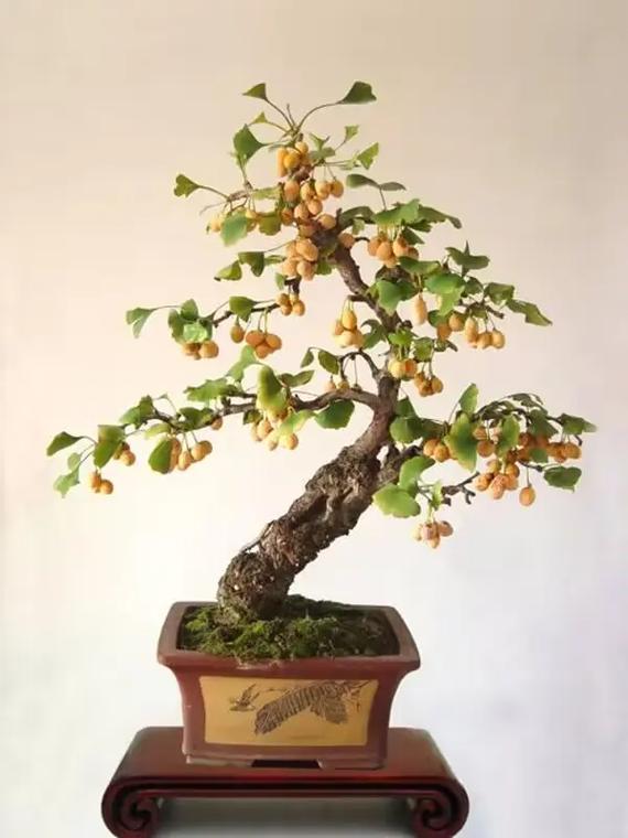 银杏换盆注意事项，银杏换盆注意事项有哪些？-第2张图片-优品飞百科