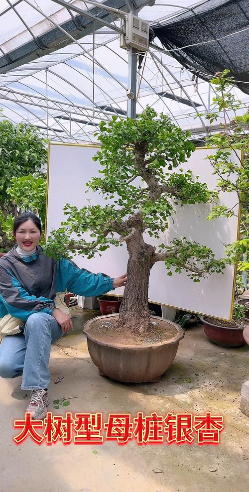 银杏换盆注意事项，银杏换盆注意事项有哪些？-第4张图片-优品飞百科