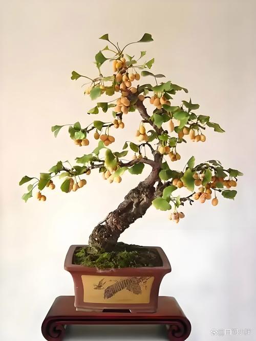 银杏换盆注意事项，银杏换盆注意事项有哪些？-第5张图片-优品飞百科