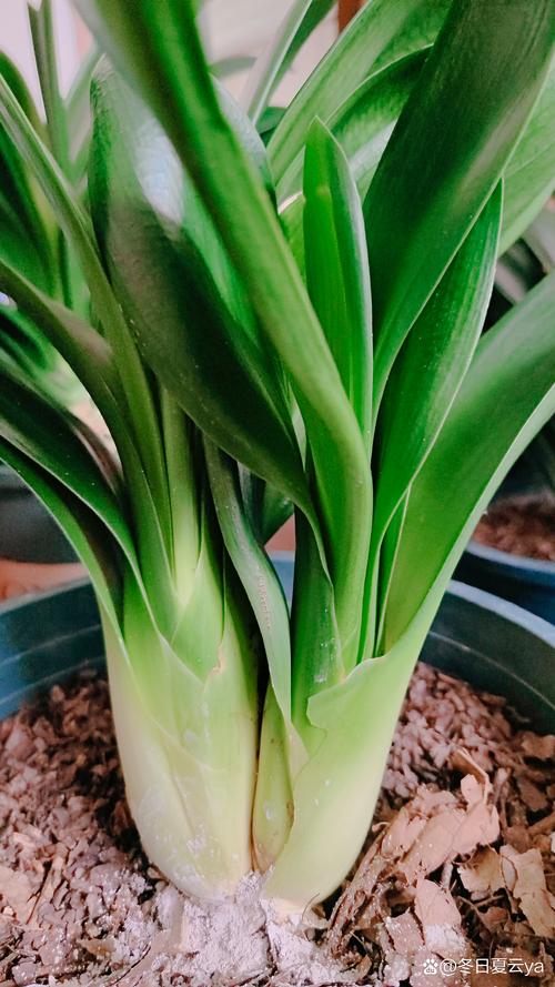 君子兰一年长几个叶，如何养护君子兰才能越长越好？-第2张图片-优品飞百科