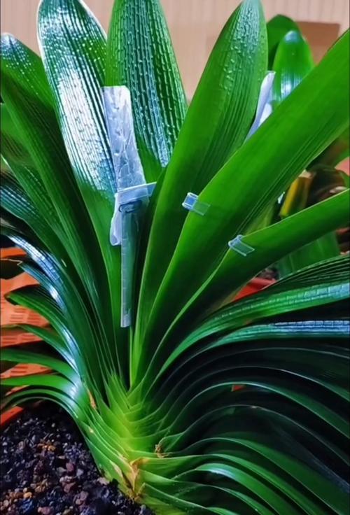 君子兰一年长几个叶，如何养护君子兰才能越长越好？-第3张图片-优品飞百科