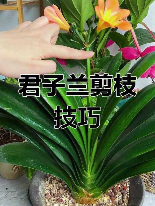 君子兰一年长几个叶，如何养护君子兰才能越长越好？-第4张图片-优品飞百科