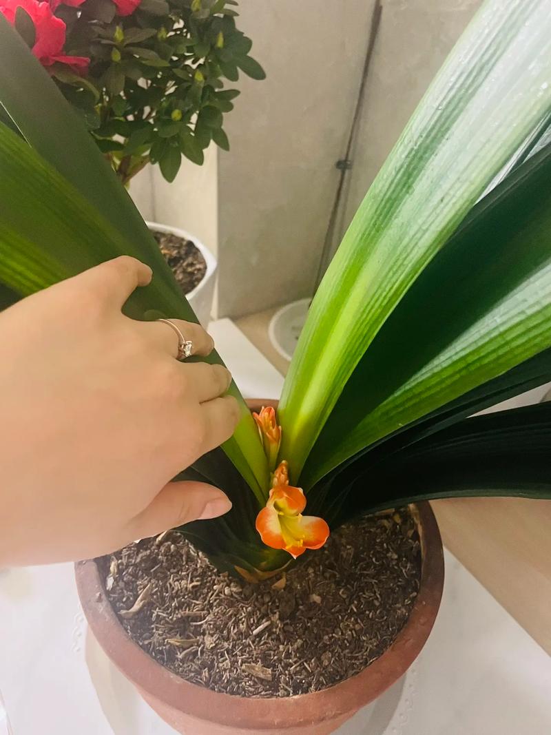 君子兰一年长几个叶，如何养护君子兰才能越长越好？-第5张图片-优品飞百科