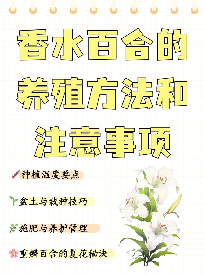 香水百合在水里怎么养，香水百合用水养殖可以吗?？