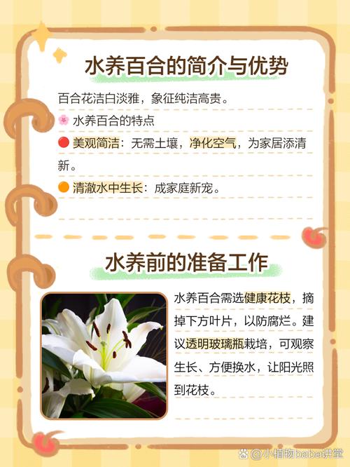 香水百合在水里怎么养,香水百合用水养殖可以吗??-第2张图片-优品飞百科 香水百合在水里怎么养,香水百合用水养殖可以吗??-第2张图片-优品飞百科