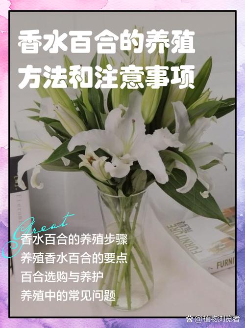 香水百合在水里怎么养,香水百合用水养殖可以吗??-第4张图片-优品飞百科 香水百合在水里怎么养,香水百合用水养殖可以吗??-第4张图片-优品飞百科