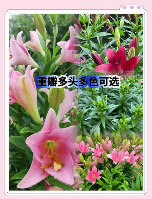 香水百合在水里怎么养,香水百合用水养殖可以吗??-第5张图片-优品飞百科 香水百合在水里怎么养,香水百合用水养殖可以吗??-第5张图片-优品飞百科