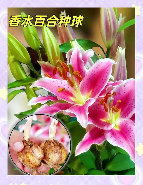 香水百合在水里怎么养,香水百合用水养殖可以吗??-第6张图片-优品飞百科 香水百合在水里怎么养,香水百合用水养殖可以吗??-第6张图片-优品飞百科