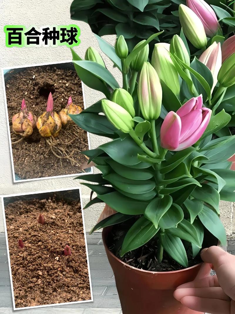 香水百合在水里怎么养,香水百合用水养殖可以吗??-第7张图片-优品飞百科 香水百合在水里怎么养,香水百合用水养殖可以吗??-第7张图片-优品飞百科