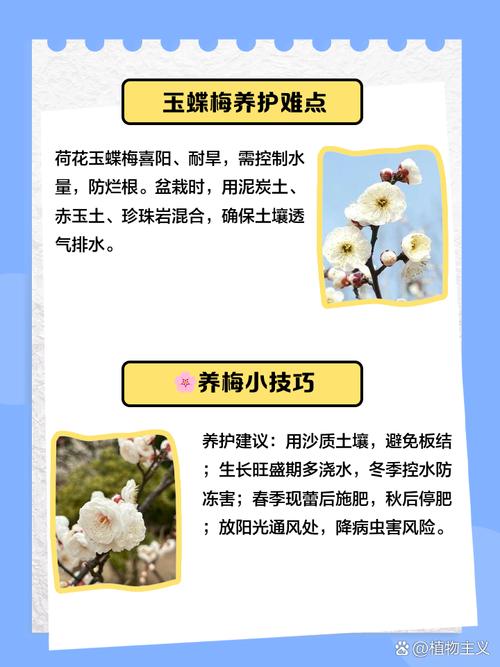 玉碟梅怎么养？玉碟梅怎么养才能开花？