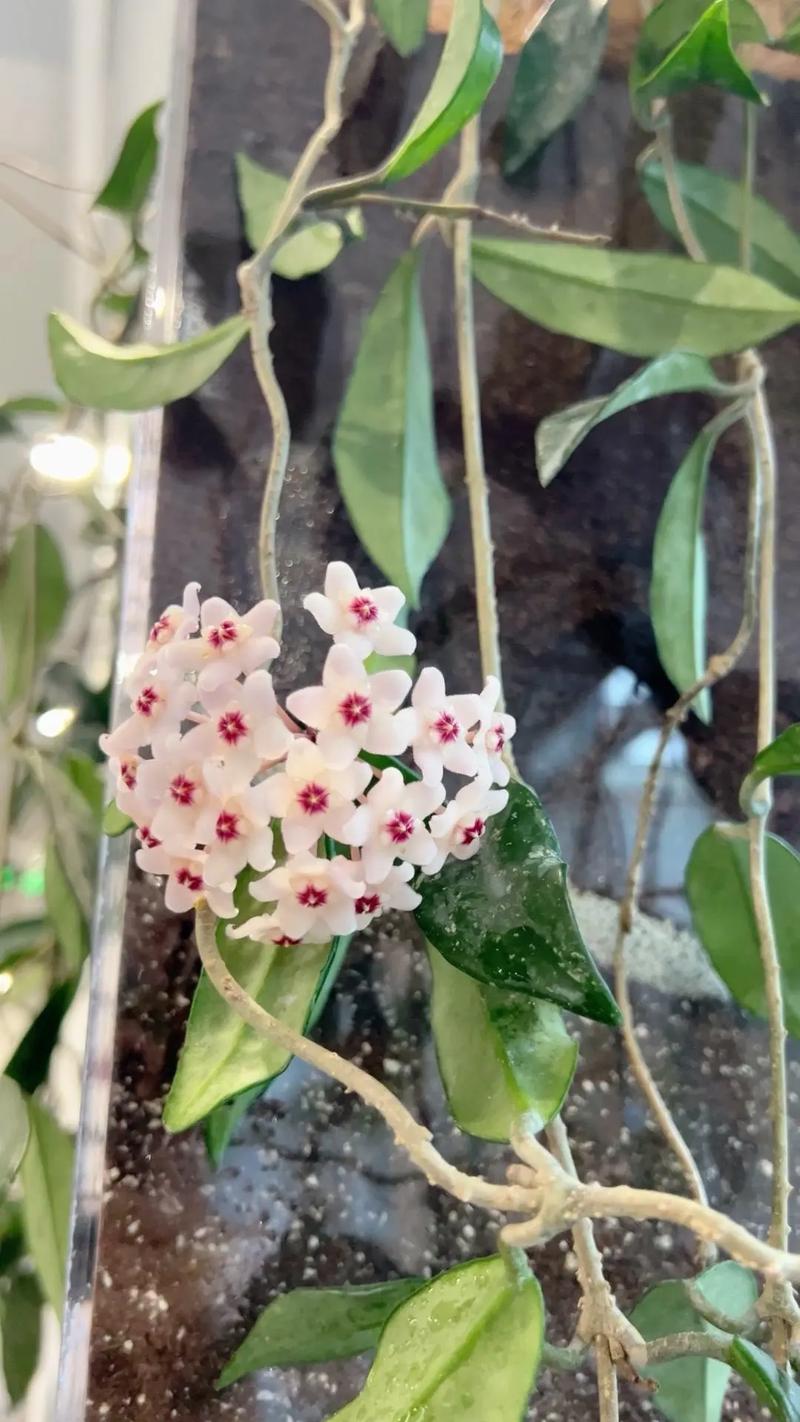 玉碟梅怎么养？玉碟梅怎么养才能开花？-第2张图片-优品飞百科