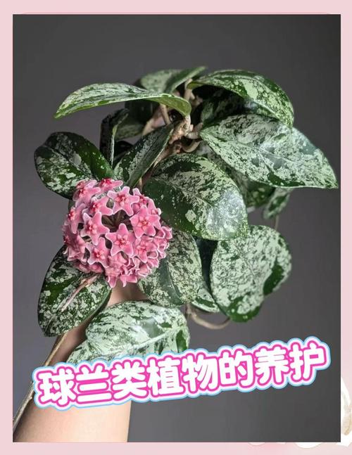 玉碟梅怎么养？玉碟梅怎么养才能开花？-第3张图片-优品飞百科