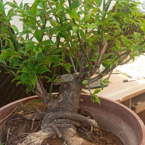 玉碟梅怎么养？玉碟梅怎么养才能开花？-第4张图片-优品飞百科