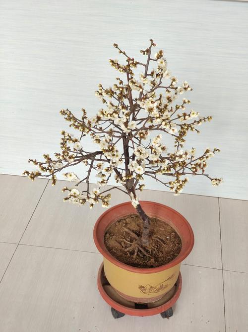 玉碟梅怎么养？玉碟梅怎么养才能开花？-第5张图片-优品飞百科