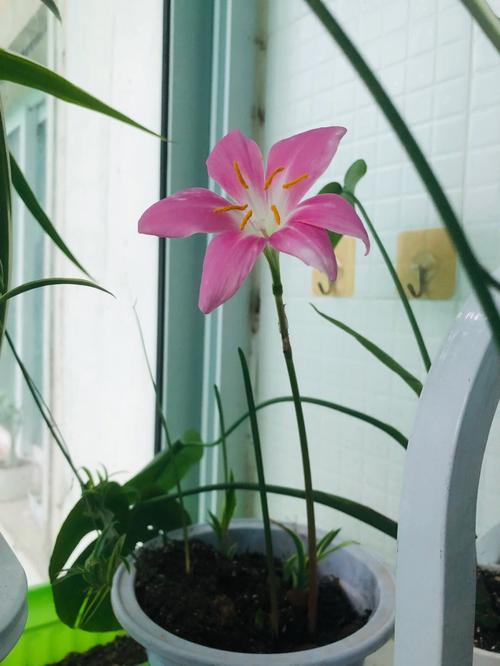 玉碟梅怎么养？玉碟梅怎么养才能开花？-第6张图片-优品飞百科