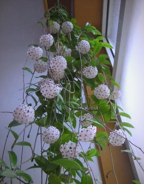 玉碟梅怎么养？玉碟梅怎么养才能开花？-第7张图片-优品飞百科