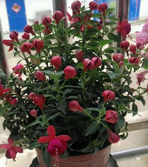 倒挂金钟怎么换盆，倒挂金钟换盆几天可以晒太阳