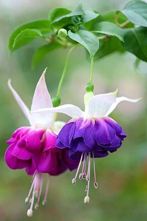 倒挂金钟怎么换盆，倒挂金钟换盆几天可以晒太阳-第2张图片-优品飞百科