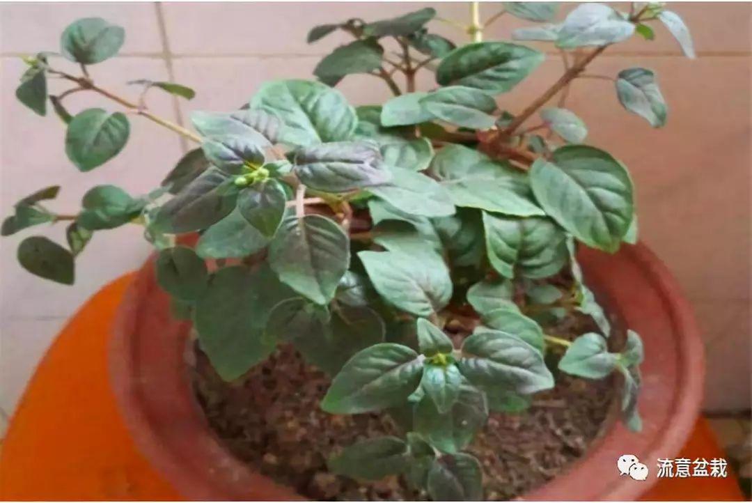 倒挂金钟怎么换盆，倒挂金钟换盆几天可以晒太阳-第3张图片-优品飞百科