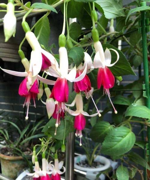 倒挂金钟怎么换盆，倒挂金钟换盆几天可以晒太阳-第4张图片-优品飞百科