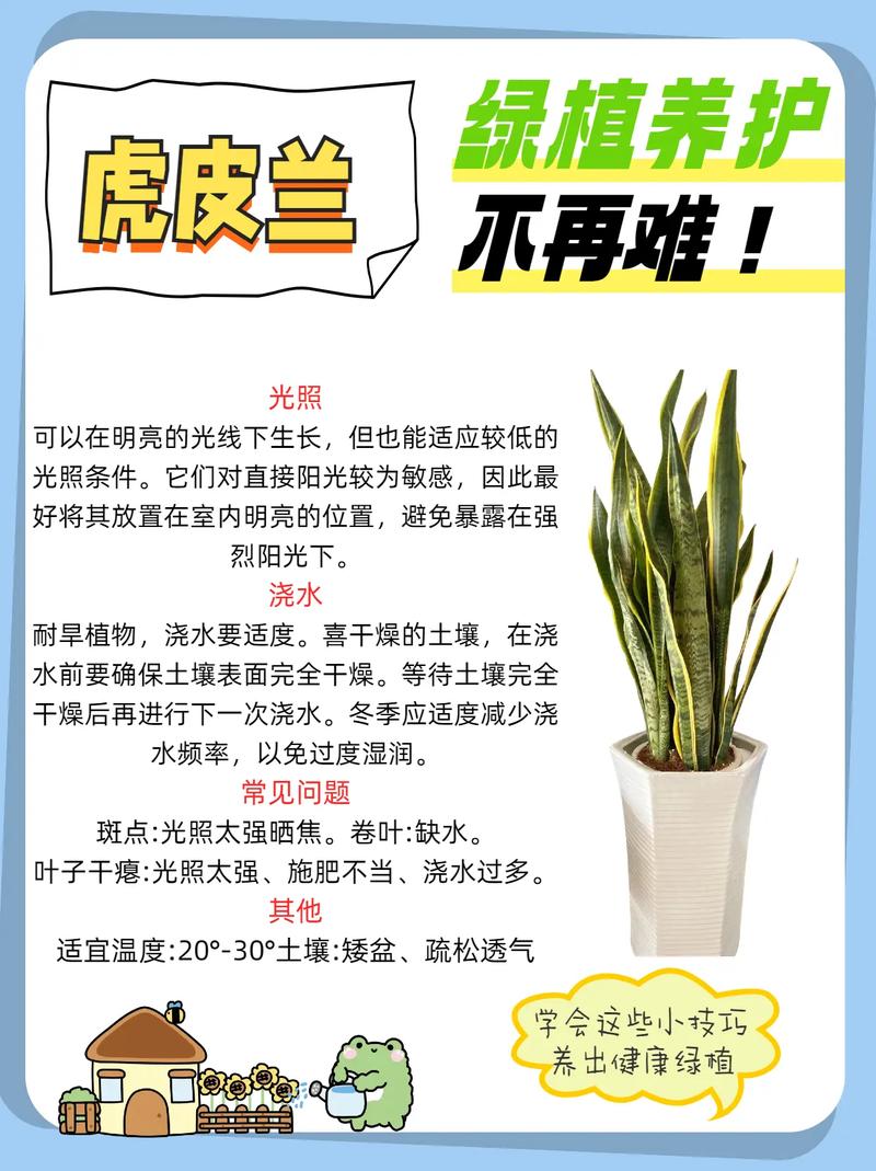 虎皮兰叶子怎么变宽？如何使虎皮兰叶片宽扁长势旺盛？-第1张图片-优品飞百科