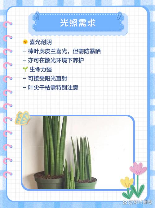 虎皮兰叶子怎么变宽？如何使虎皮兰叶片宽扁长势旺盛？-第2张图片-优品飞百科