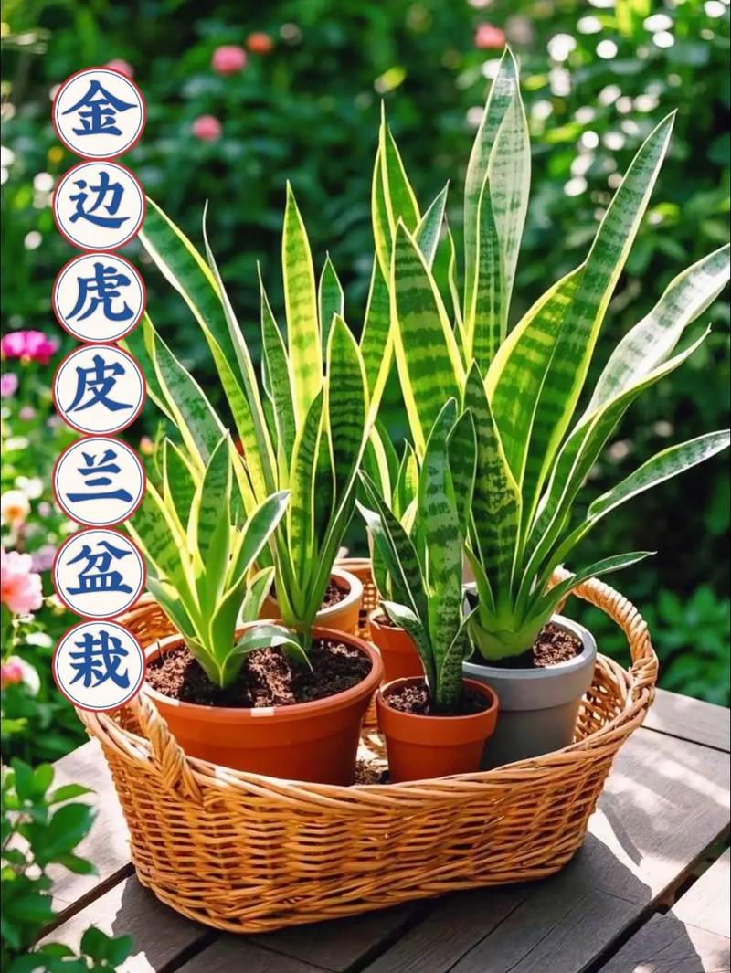 虎皮兰叶子怎么变宽？如何使虎皮兰叶片宽扁长势旺盛？-第4张图片-优品飞百科