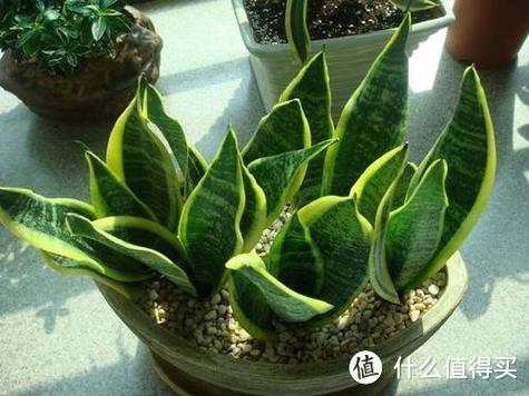 虎皮兰叶子怎么变宽？如何使虎皮兰叶片宽扁长势旺盛？-第5张图片-优品飞百科