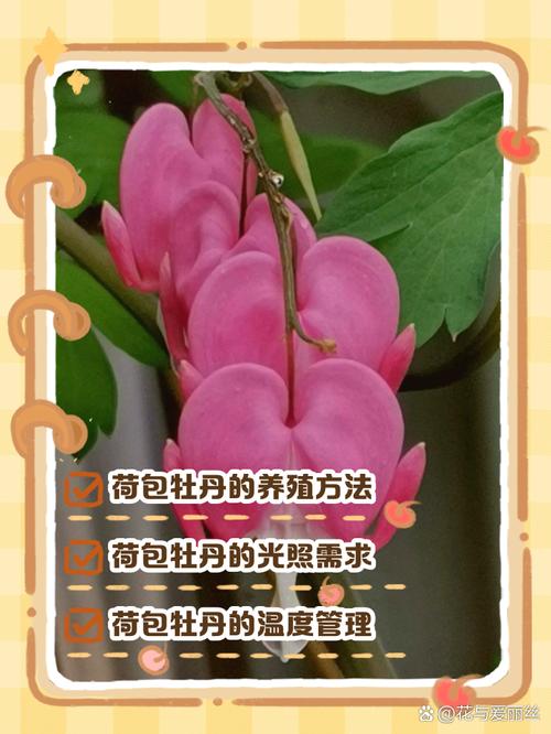 荷包花怎么浇水？荷包花施什么肥？