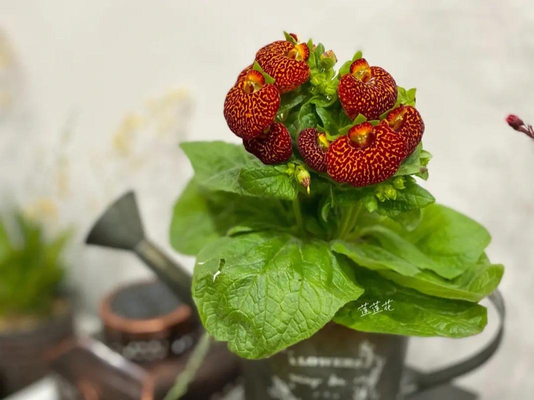 荷包花怎么浇水？荷包花施什么肥？-第3张图片-优品飞百科