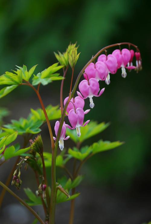 荷包花怎么浇水？荷包花施什么肥？-第5张图片-优品飞百科