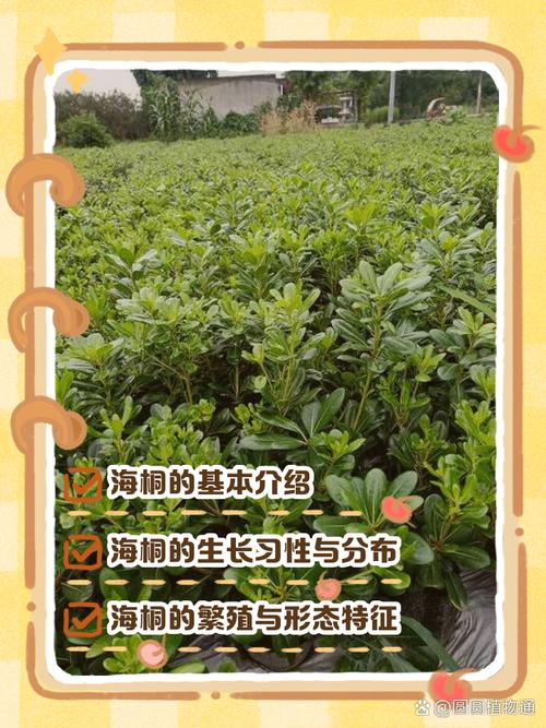 海桐的繁殖方式的简单介绍