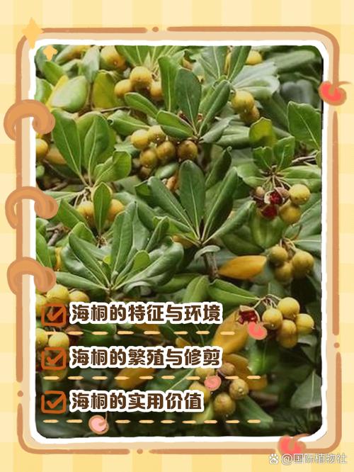 海桐的繁殖方式的简单介绍-第2张图片-优品飞百科