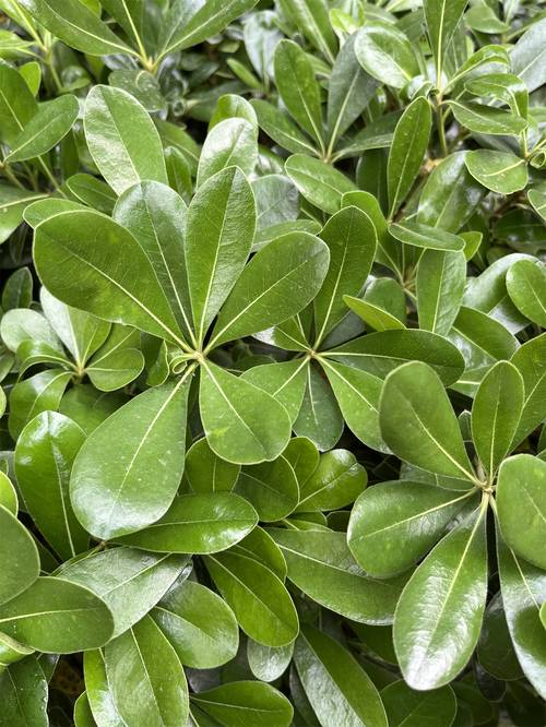 海桐的繁殖方式的简单介绍-第3张图片-优品飞百科